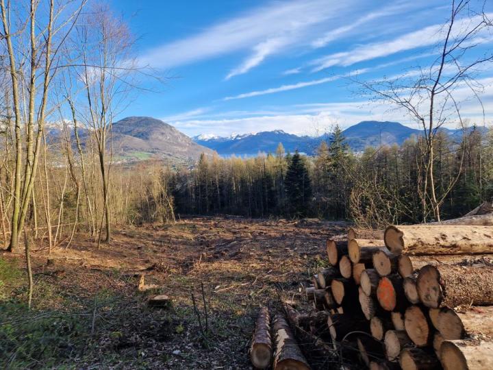 Arbres abattus à cause des scolytes, vue sur montagnes et lac
