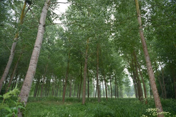 Joubert l'expert du panneau contreplaqué peuplier français Logo Joubert entreprise française