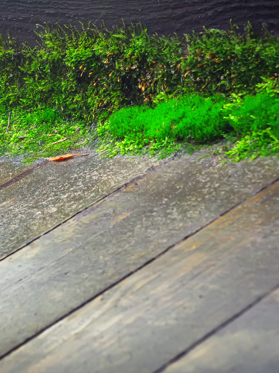entretien-terrasse-bois-comment-enlever-le-vert-terrasse-bois-comment-degriser-une-terrasse-bois-comment nettoyer-une-terrasse-bois-qui-a-noirci-verdi